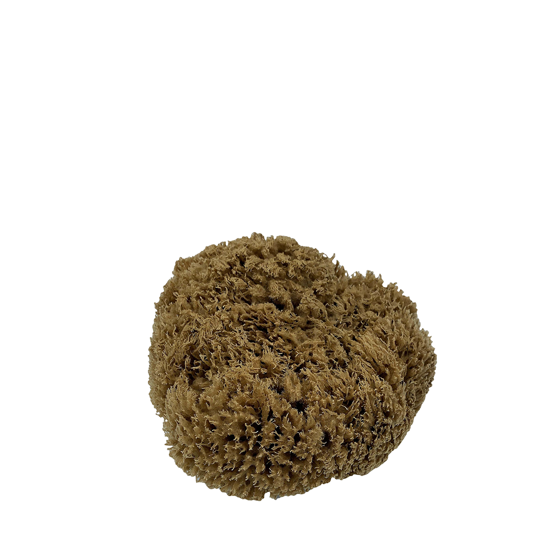 Real World Sea Sponge - Natural Mediterranean